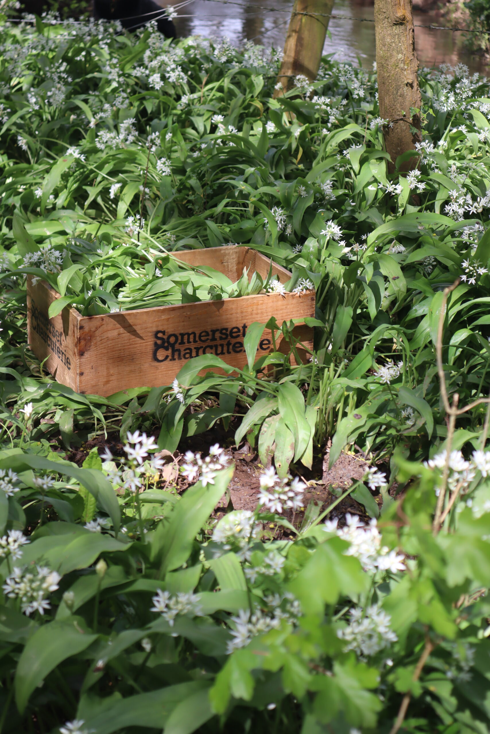 Wild Garlic & Black Pepper Salami - Image 3